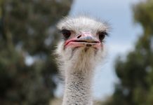 La historia del avestruz que encontraron en la México-Toluca