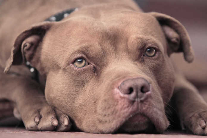 Pitbull La página de Facebook Mundo Patitas pidió ayuda para reconocer a los perros, parece que son Pitbull