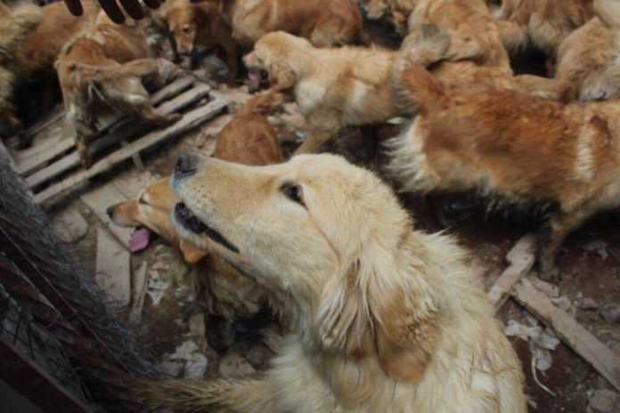 Golden-retriever-Iztapalapa El rescate de los golden retrievers en Iztapalapa sucedió gracias a una denuncia ciudadana.