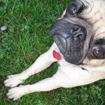 pa-que-tu-perro-ande-fashion