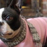 clinica-veterinaria-dr-altamirano