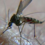 carnada-de-mosquitos