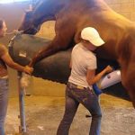 masturbador-de-animales