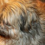 los-perros-sueltan-mas-pelo