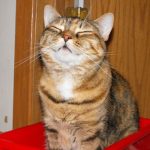 pueden-causar-toxoplasmosis