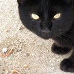 los-gatos-se-mueven-como-ninjas