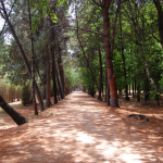 desierto-de-los-leones