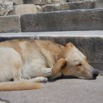 menos-perros-callejeros-mas-perros-felices