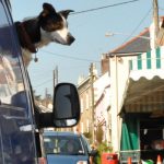 que-hacer-para-evitar-que-haya-perros-callejeros