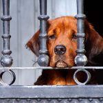 porque-amamos-a-las-mascotas