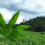 legalizar-o-no-las-drogas-he-ahi-el-dilema