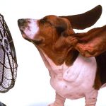 15-videos-que-te-pondran-de-buenas