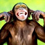 entre-perros-y-ardillas