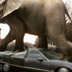 libera-a-los-animales-del-zoologico-de-chapultepec-y-aragon