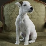 la-receta-para-alcanzar-su-felicidad-y-de-paso-la-tuya