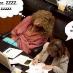 los-memes-de-ladydelsenado