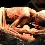 fascinense-conociendo-el-cuerpo-humano