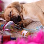 playlist-pa-la-borrachera