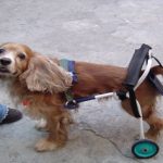 sillas-de-ruedas-para-mascotas-discapacitadas