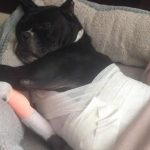 superheroe-canino-chilango