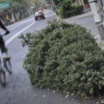 como-decirle-adios-a-tu-arbolito