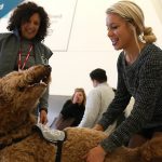 perros-y-gatos-con-pasaporte