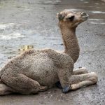 nace-dromedario-en-chapultepec-mancera-invita-a-ponerle-nombre