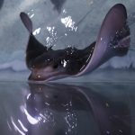 mancera-y-slim-inauguraron-el-acuario-inbursa