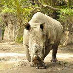 murio-khartoum-en-el-zoologico-de-chapultepec