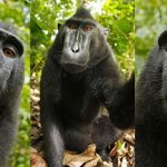 un-mono-una-selfie-y-una-demanda