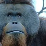 orangutan-de-chapultepec-arranco-un-dedo-a-mujer