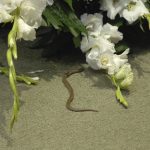 foto-de-la-vibora-que-le-saco-un-susto-a-los-diputados