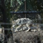 bosques-urbanos-y-museo-de-historia-natural-abriran-el-16-de-septiembre