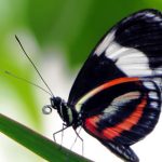 disfruten-del-mariposario-en-el-zoologico-de-chapultepec