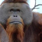 murio-jambi-en-el-zoologico-de-chapultepec