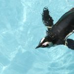 pinguinos-y-cine-se-aduenaran-de-la-primera-noche-de-museos-del-2016