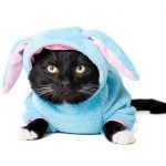 gatos-contra-pepinos-y-otros-mitos-del-internet