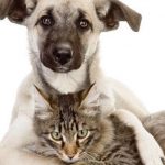 7-lugares-para-adoptar-un-peludo-en-la-cdmx