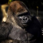 aseguran-que-destazaron-a-bantu-para-hacerle-la-necropsia