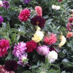 lanzate-a-la-159-feria-de-las-flores-en-san-angel