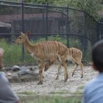 antilope-muere-en-el-zoologico-de-chapultepec