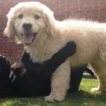 heroes-peludos-aqui-se-educa-los-perros-guia