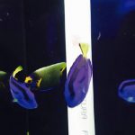 recorrimos-el-mercado-de-los-peces-de-mixhuca