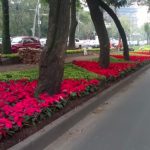 llegan-las-nochebuenas-a-reforma