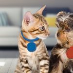 le-comprarias-este-collar-inteligente-a-tu-mascota