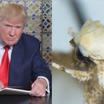 esta-polilla-se-parece-a-donald-trump-y-la-bautizan-asi