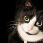 consiente-a-tus-felinos-en-expo-vive-gatito-2017