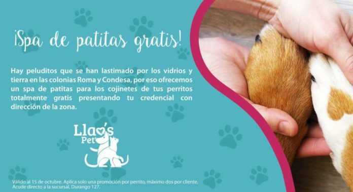 spa-gratuito-para-perros spa gratuito para perros