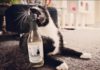 Pawsecco, un vino que puedes compartir con tu mascota Pawsecco