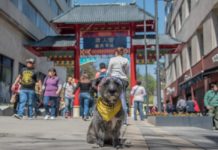 La Ciudad de México le dio la bienvenida al Año Nuevo Chino El Año Nuevo Chino en la CDMX inició con muchas actividades en el Barrio Chino y hasta con amuletos de la perrita Frida.